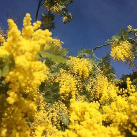 Azurelle Διαμέρισμα